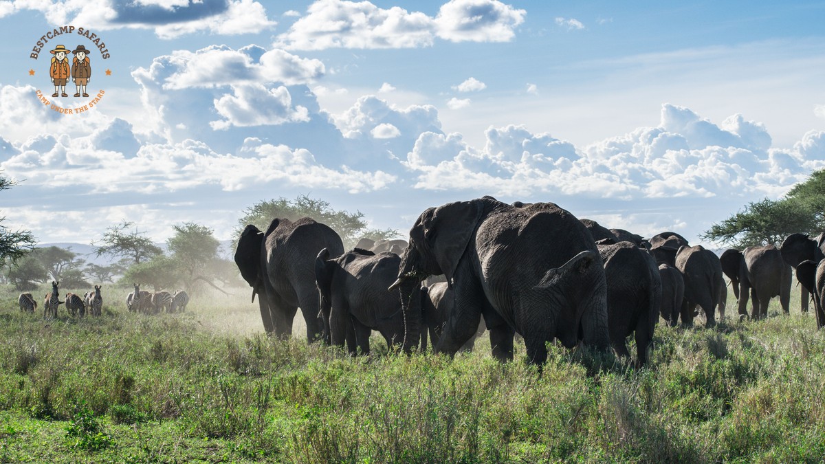 Masai Mara Migration Camping Guide: 7 Smart Choices - photo 2