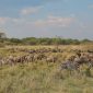 Masai Mara Migration Camping Location: 7 Top Areas -- Photo by Twilight Kenya on Pexels