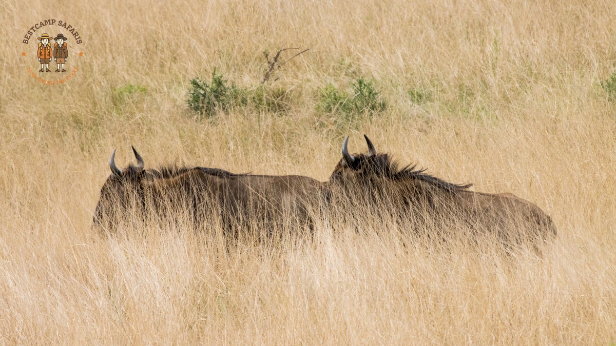 Masai Mara Migration Camping Location: 7 Top Areas - photo 1