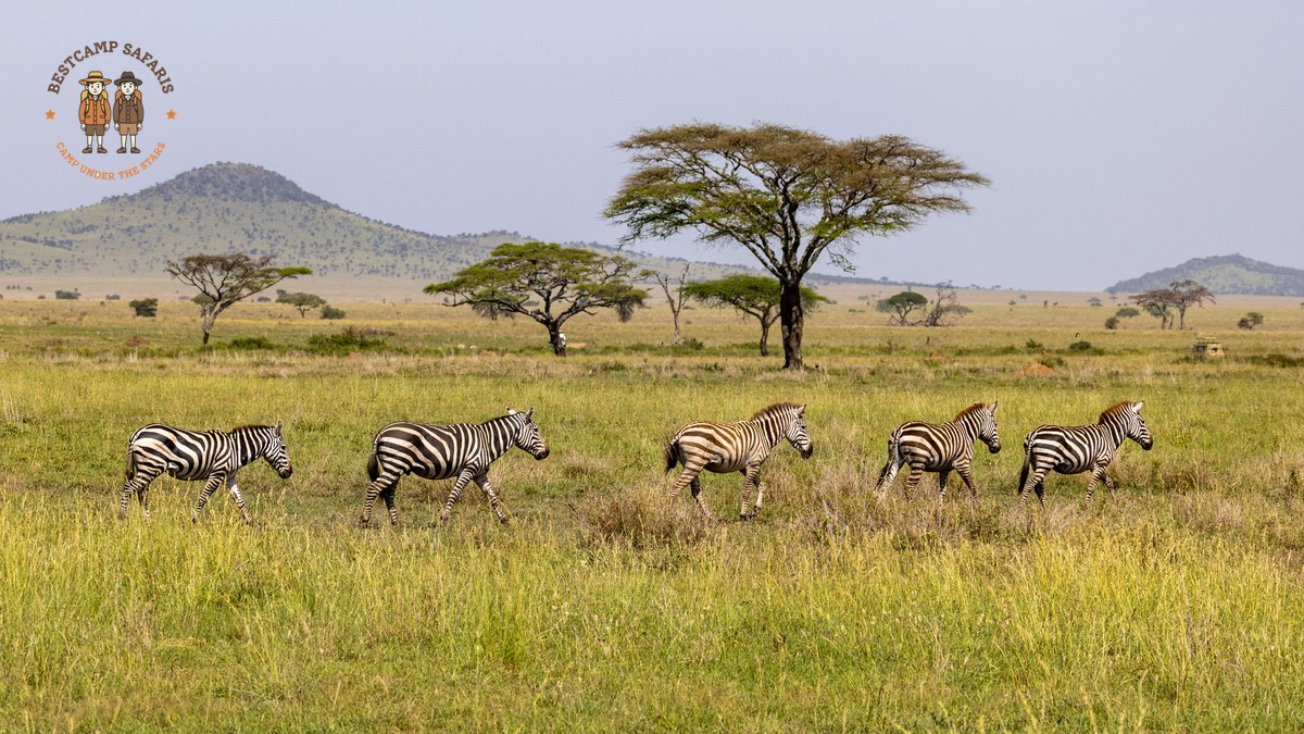 Masai Mara Migration Camping Location: 7 Top Areas - photo 2