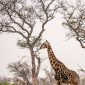 masai mara walking safari cost hero 85x85