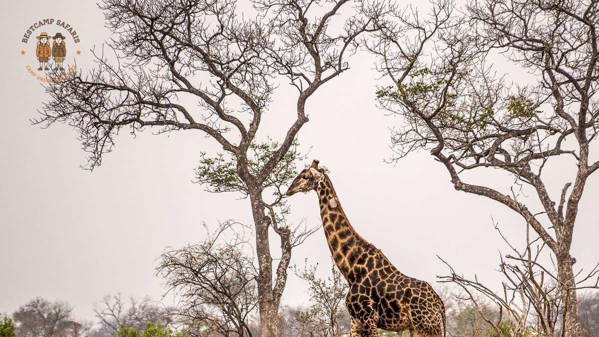Masai Mara Walking Safari Cost: $50-$150 Per Walk -- Photo by Mike van Schoonderwalt on Pexels