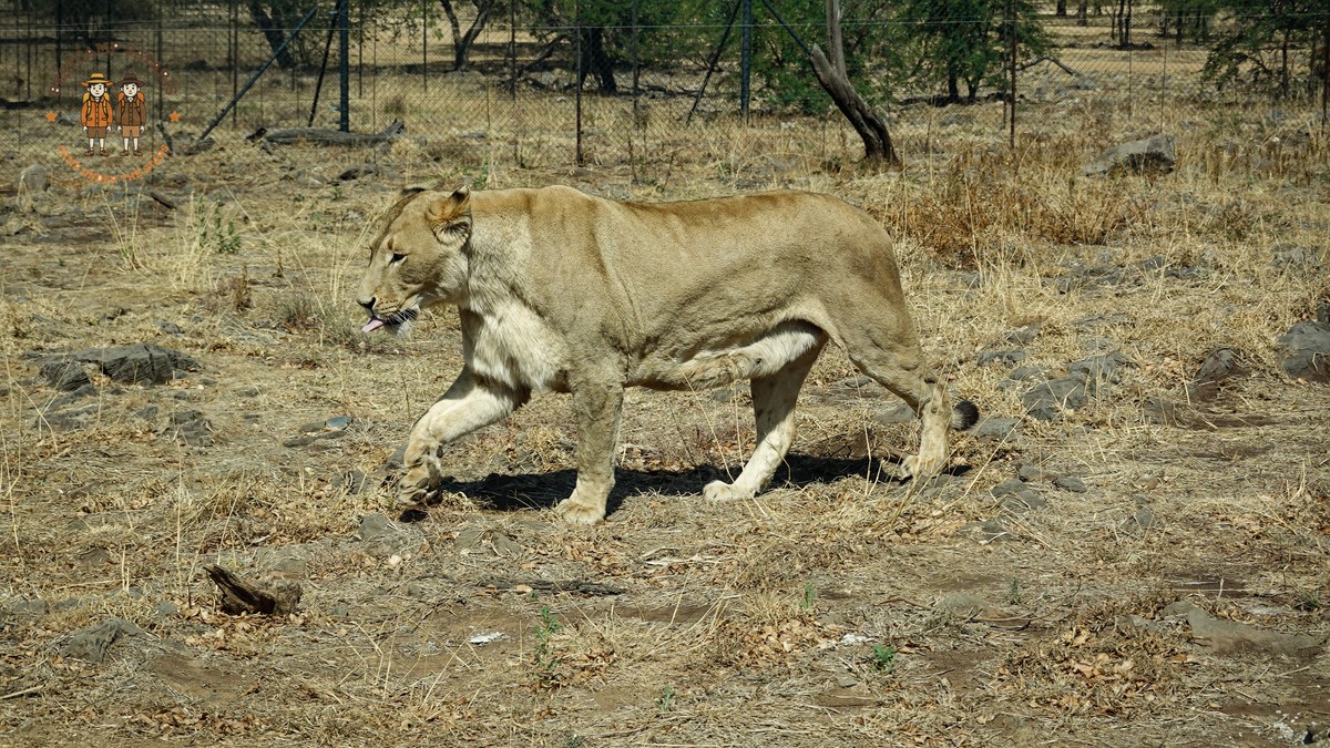 Masai Mara Walking Safari Cost: $50-$150 Per Walk - photo 2