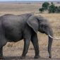 meru national park walking safari hero 85x85