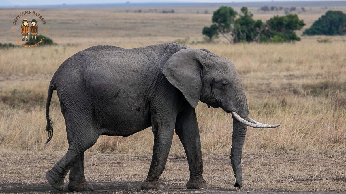 Meru National Park Walking Safari: KES 3,000 a Day -- Photo by Mr Sketch on Pexels