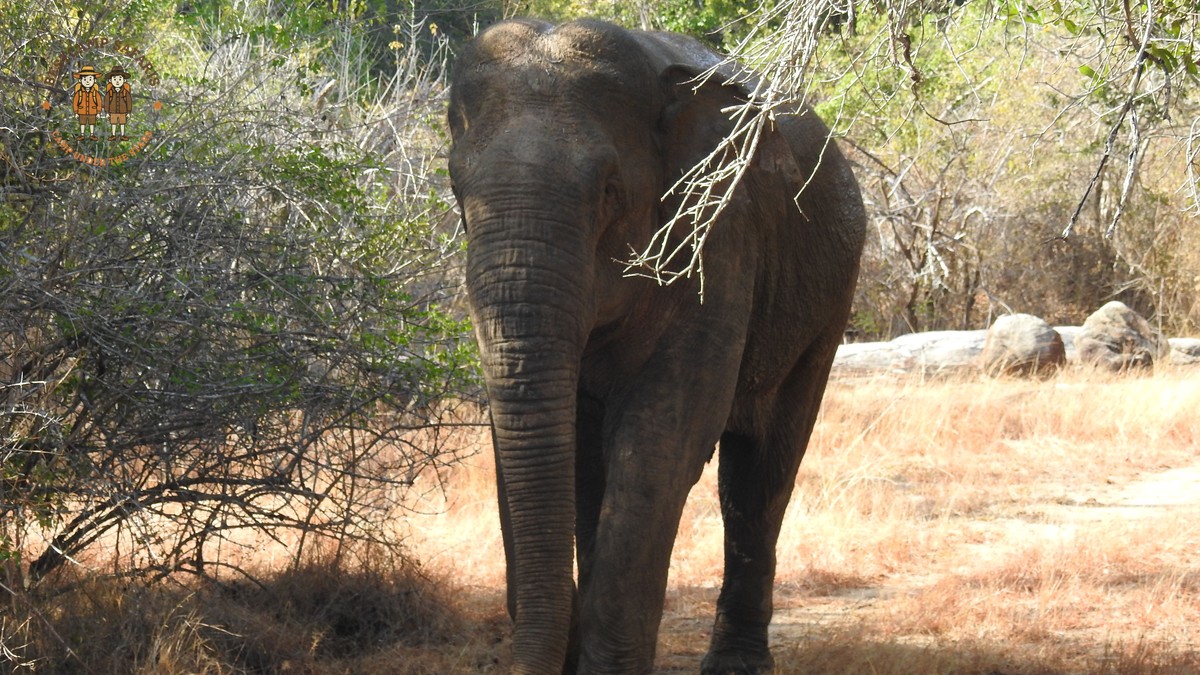 Meru National Park Walking Safari: KES 3,000 a Day - photo 1