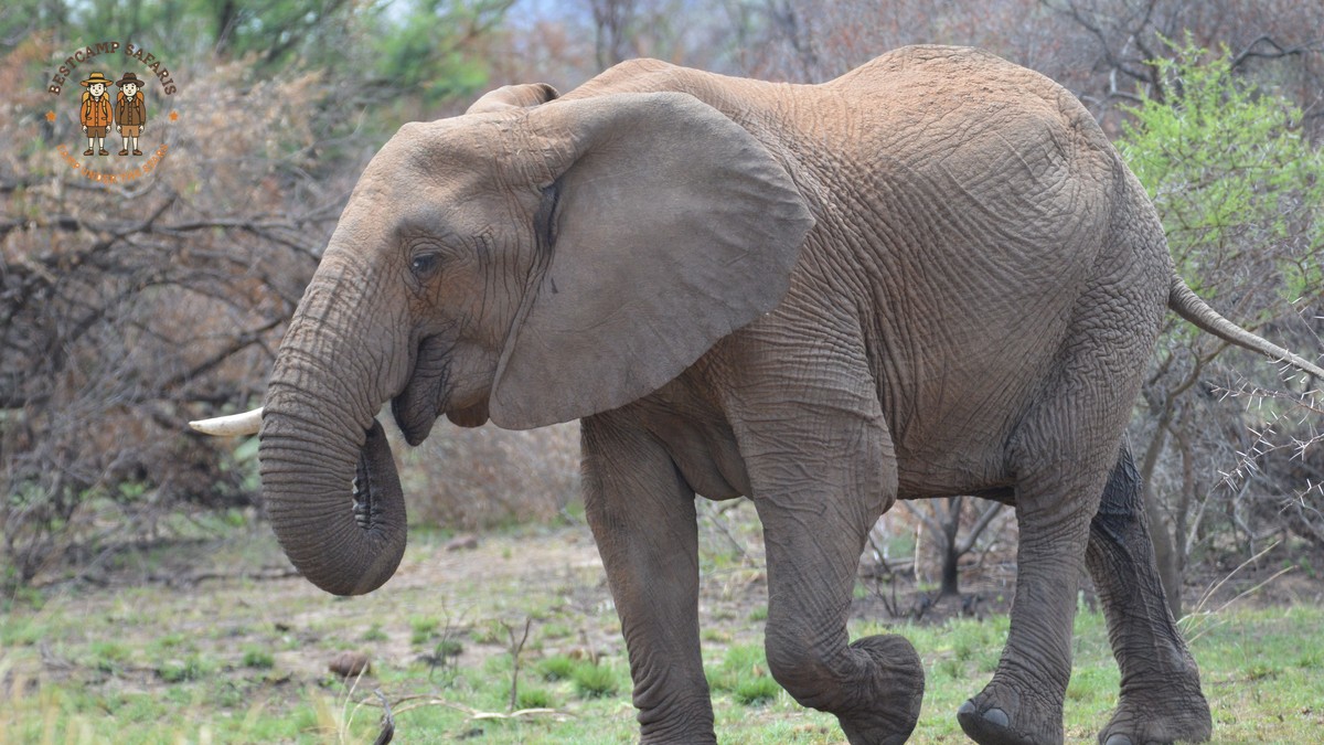 Meru National Park Walking Safari: KES 3,000 a Day - photo 2