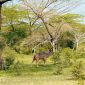 Samburu Versus Laikipia Walking Safari: Best Fit for You -- Photo by Keegan Checks on Pexels