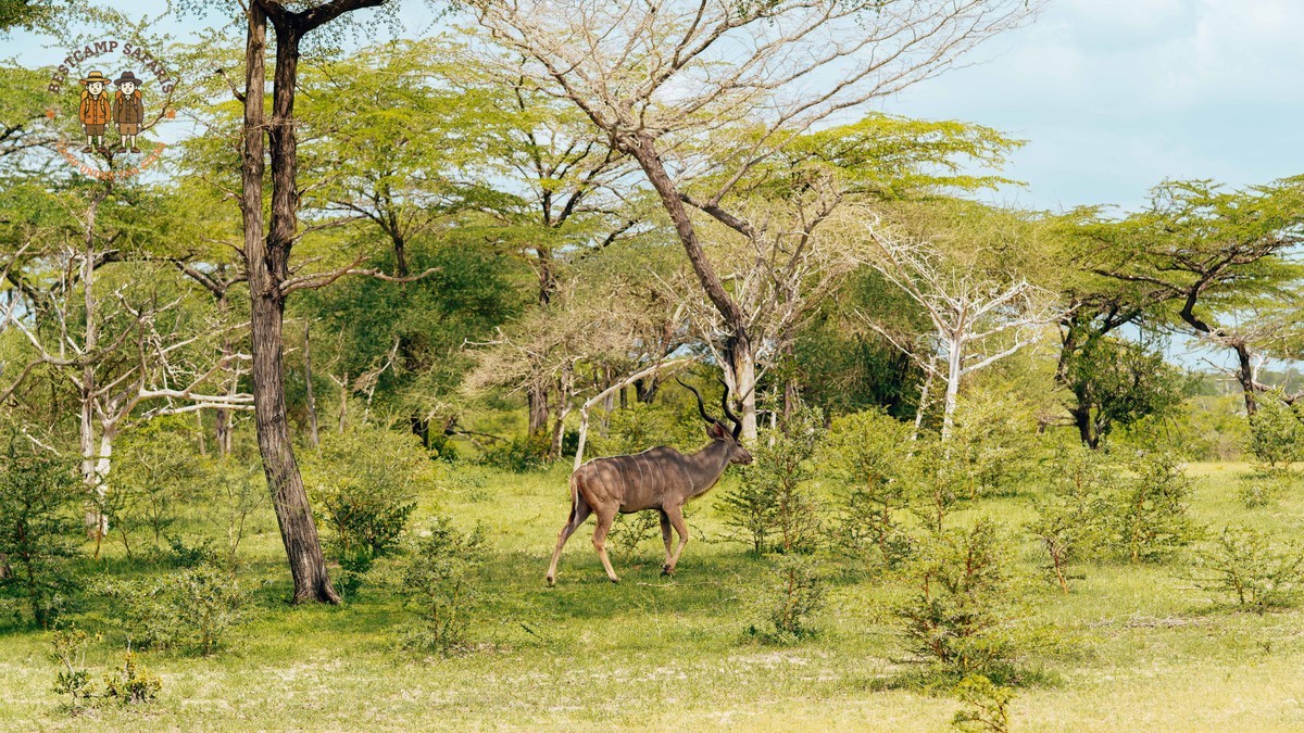 Samburu Versus Laikipia Walking Safari: Best Fit for You -- Photo by Keegan Checks on Pexels