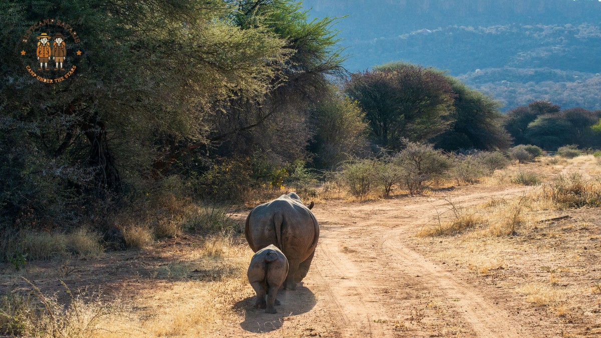 Samburu Versus Laikipia Walking Safari: Best Fit for You - photo 1