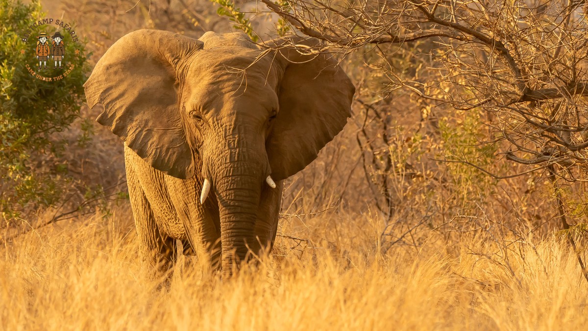 Samburu Versus Laikipia Walking Safari: Best Fit for You - photo 2