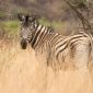 Spanish Speaking Travelers Kenya Safari: 5-Day Costs -- Photo by Charmain Jansen van Rensburg on Pexels