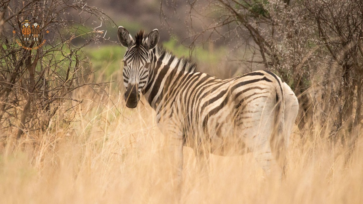 Spanish Speaking Travelers Kenya Safari: 5-Day Costs -- Photo by Charmain Jansen van Rensburg on Pexels